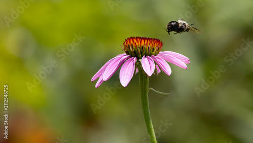 Foto Bee flying toward a purple coneflower