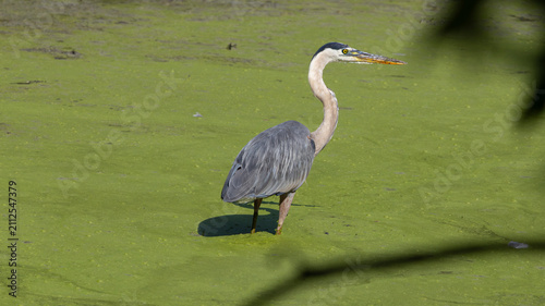 Obraz na płótnie Great blue heron standing in a pond covered with duckweed