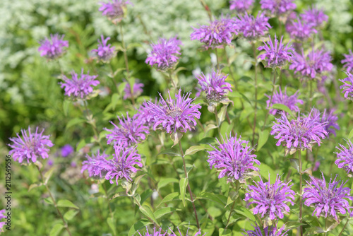 Foto field of pink flowers, or bee balm (Monarda) in a summer garden