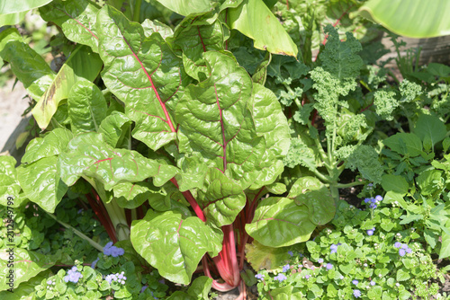 red stemmed swiss chard in an outdoor container garden