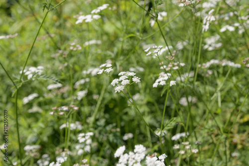the pignut (Conopodium majus), a small, perennial herbaceous flowering plant belonging to the celery and carrot family, Apiaceae