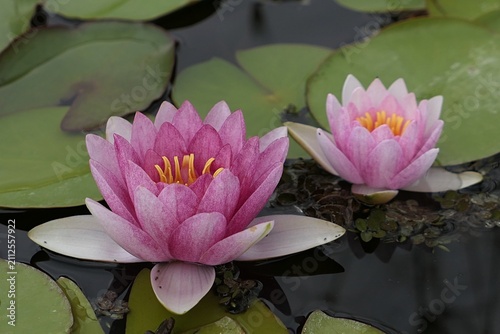 Two pink to purple coloured flowers and green characteristic leaves of  aquatic plant Water Lily of Nymphaea genus, most likely Nymphaea Candida, blossoming during cloudy summer day in pond in a park.
