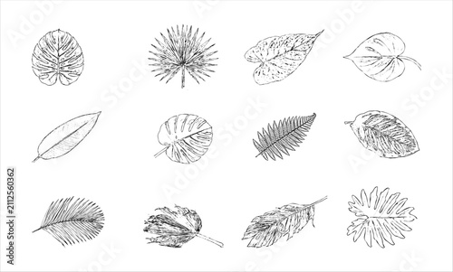 Hand drawn sketch collection of tropical leaves including monstera, calathea and palm with dynamic ink line art illustration