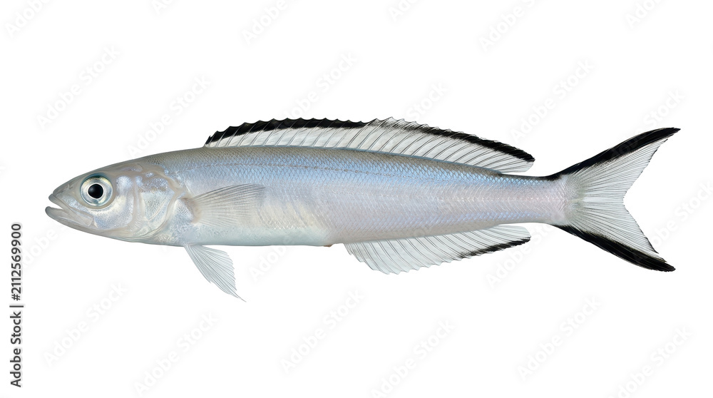 Obraz premium Dart goby fish specimen photograph with detailed fins and scales on transparent background marine life ocean