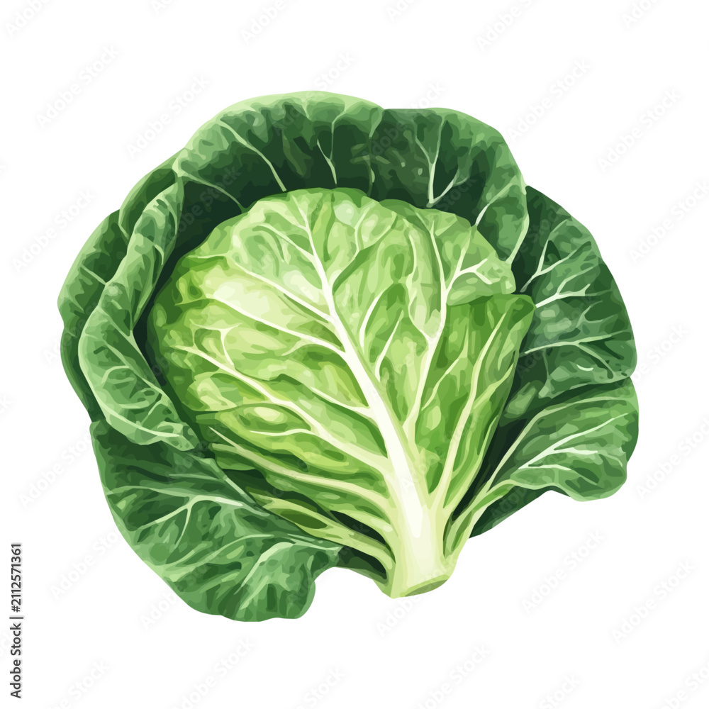 Fototapeta premium Stylized watercolor Cabbage Leaf vector, contemporary artistic illustration with detailed brush texture on white background