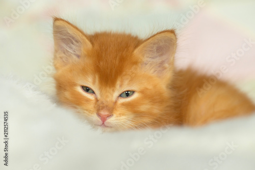 Closeup of an adorable 8 week old ginger tabby kitten on a soft white blanket, looking at the viewer