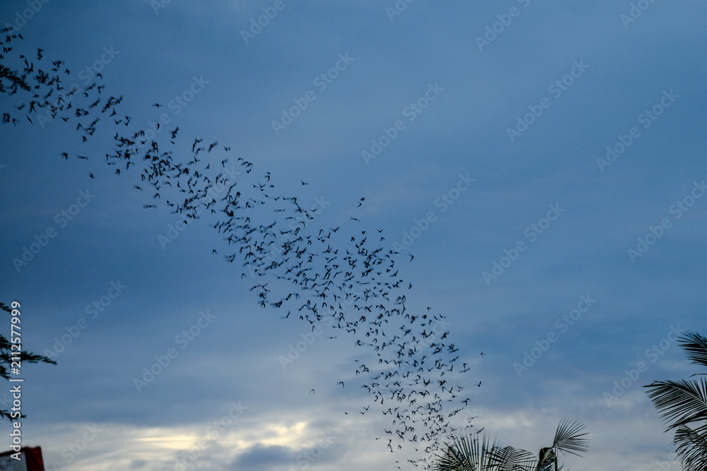 Fototapeta premium Large flock of bats flying across evening sky