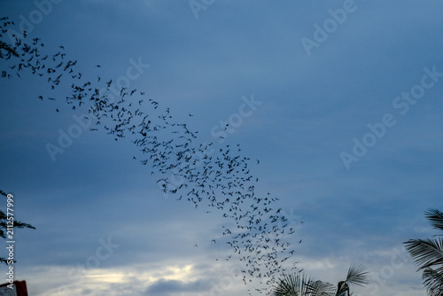 фотографія Large flock of bats flying across evening sky