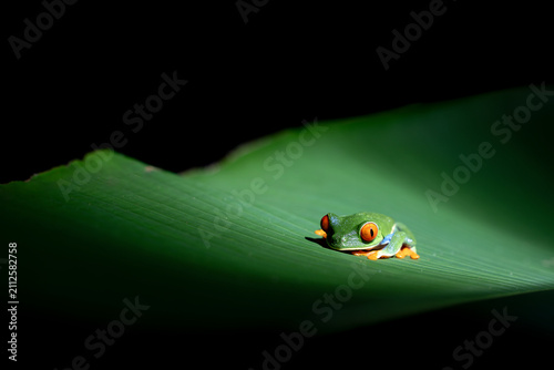 Red-eyed tree frog resting on a large glossy tropical leaf with dramatic low-key lighting and black background