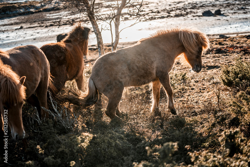 Foto Group of shaggy ponies grazing on windswept coastal grassland at golden hour wit