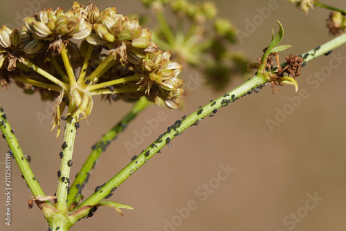 Canvastavla Aphids maybe Aphis fabae, Black bean aphid feeding on Lovage, Levisticum officinale with seed pods