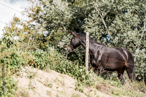 Принти на полотні Brown horse standing on a grassy hillside beside a wooden fence with trees and s