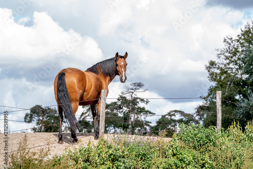 Принти на полотні Bay horse standing on a grassy hillside by a wire fence under a cloudy sky in ru
