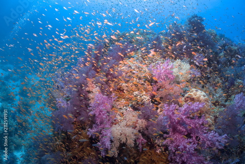 Konstfotografi Very colorful coral reef in the red sea