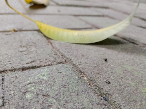 Obraz na płótnie A yellow mango leaf (Mangifera indica) that appears to have fallen on the rough, grey surface of the paving block floor
