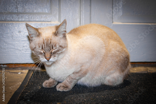 cat on the floor