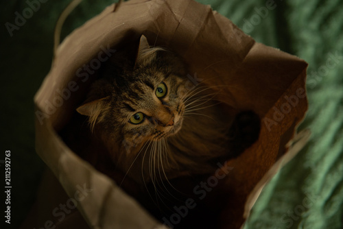 Fluffy Tabby Cat Peeking Out of a Paper Bag from Above