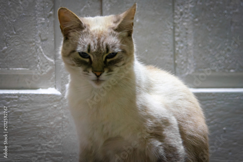portrait of a cat