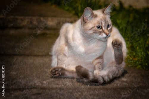 cat