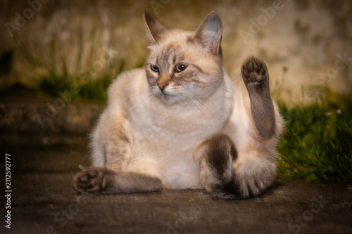 cat in the garden