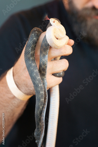 Canvas Print man holding two snakes in his hand, one brown and one pale, close up shot with d