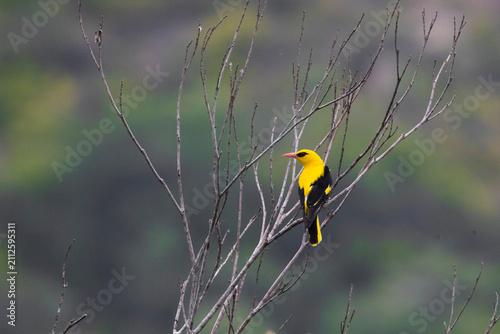 An Indian Golden Oriole perches gracefully on a lush green tree, displaying its brilliant golden-yellow plumage and contrasting black wings. This colorful songbird is a delight for birdwatchers.