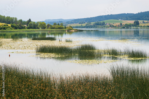 Saint-Point lake and tall grass in the Jura Mountains near Pontarlier, Doubs - France