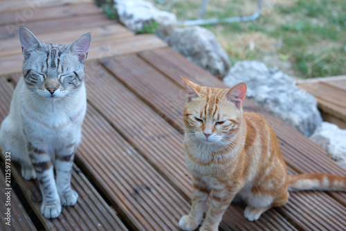 фотографія Two calm semi-feral domestic cats resting on a wooden deck in a Provence village, natural rodent hunters