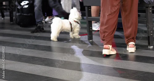 A pet dog on a leash with its owner near the baggage checkpoint at the train station entrance. Traveling with a pet.