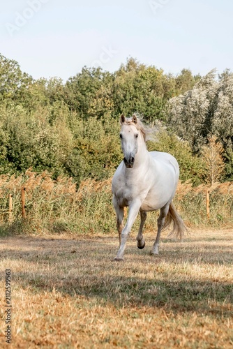 Obraz na płótnie White horse galloping across a sunlit grassy meadow toward the camera with tree