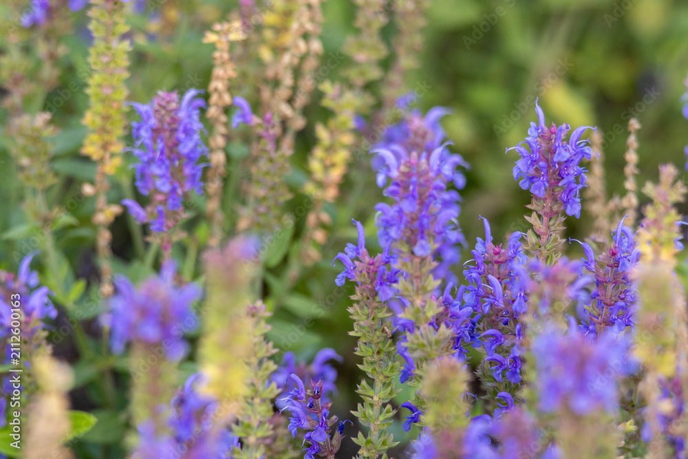 Obraz premium Salvia nemorosa