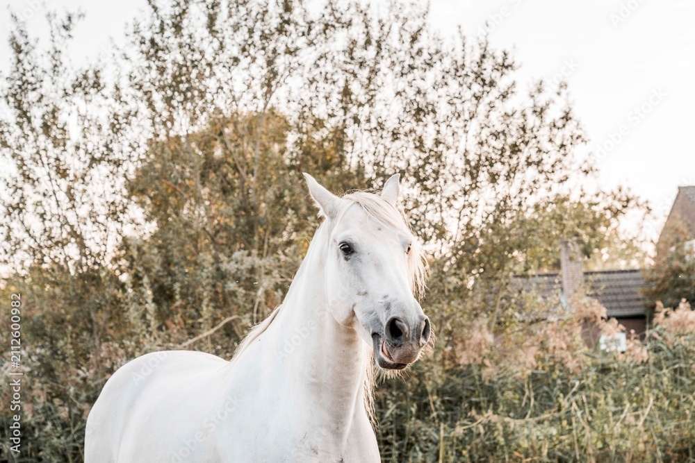 Fototapeta premium White horse standing by a hedgerow with cottages in the background, outdoor equine portrait in soft natural light, rural countryside scene