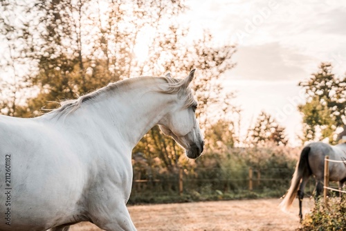 Canvas Print White horse walking in sunlit pasture with grazing horse and wooden fence at gol