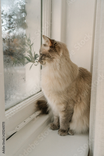 Fluffy house cat sitting quietly beside a condensation-covered window with soft diffused daylight.