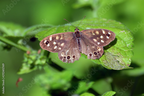Speckled wood butterfly showing its upper wings in the sun on a leaf.