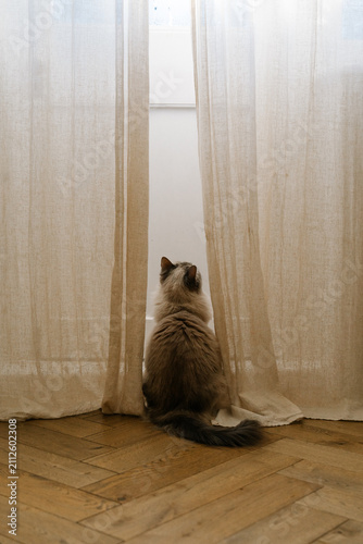 Linen curtains framing a fluffy house cat sitting quietly by the window in soft natural daylight.