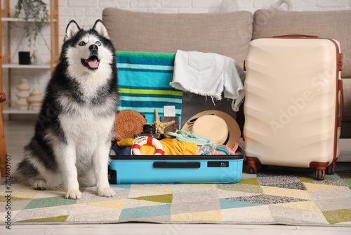 Happy siberian husky dog si...
