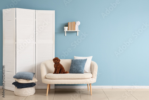 Cute brown poodle puppy sit...