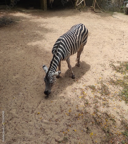 Photography z Top angle view of a zebra looking down on dry sandy soil in a zoo enclosure