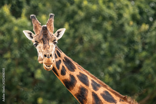Foto Portrait image of a Giraffe in the wildlife park