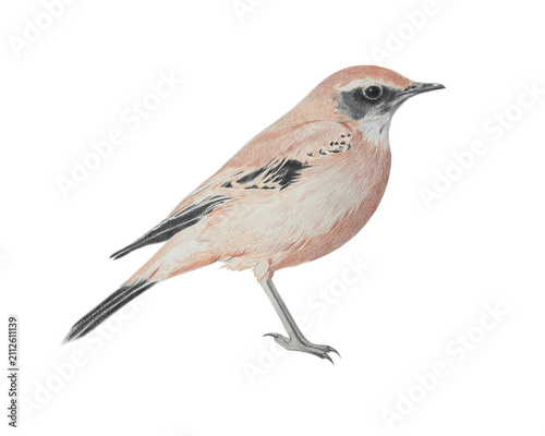 Konstfotografi Desert Wheatear