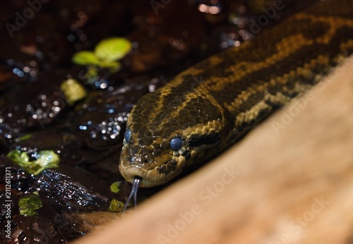 Cuadro en lienzo Yellow anaconda
