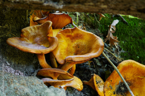 Wild Brown and Yellow Mushrooms Growing on a Mossy Tree in an Autumn Forest Close Up Macro of Edible Woodland Fungi