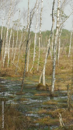 Pan Shot of Thin Trees and Standing Water in Marshland Vertical