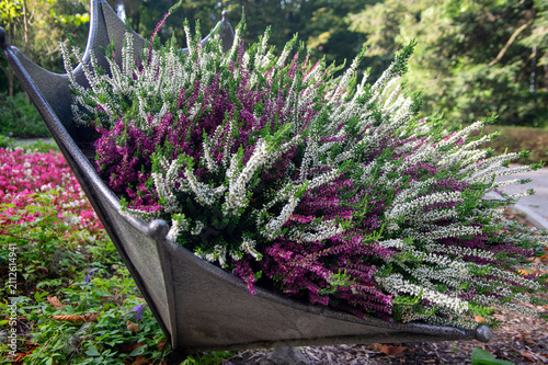 Foto White and purple Calluna vulgaris heather planted in a decorative metal umbrella