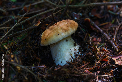 Young king bolete Boletus edulis mushroom emerging from forest litter