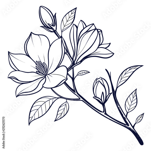 magnolia botanical illustration vector