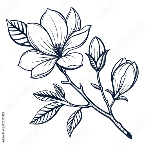 magnolia botanical illustration with leaves