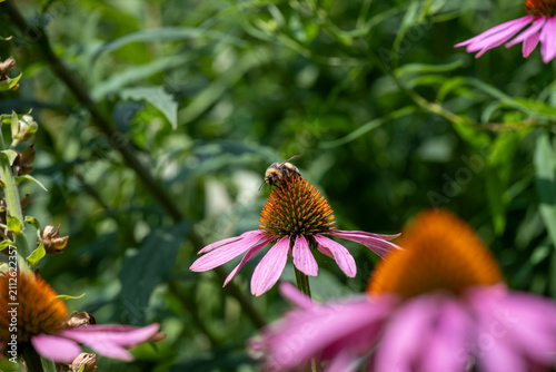Bee Pollinating Pink Coneflower in Sunlit Garden