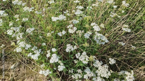 Foto Dense patch of white yarrow flower clusters with green feathery foliage intermingled with dried brown grass blades, lit by bright sunlight